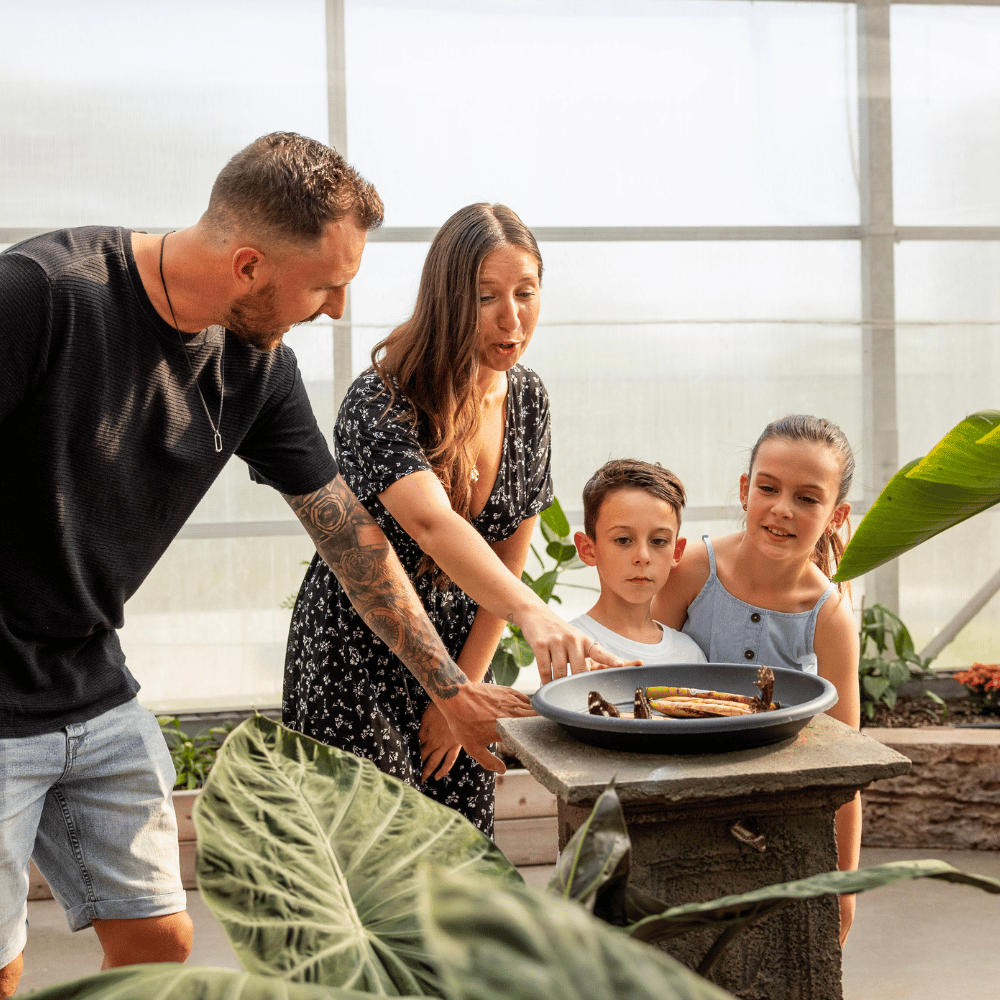 Educational activity and discovery basket for 4 people - Ferme Guyon