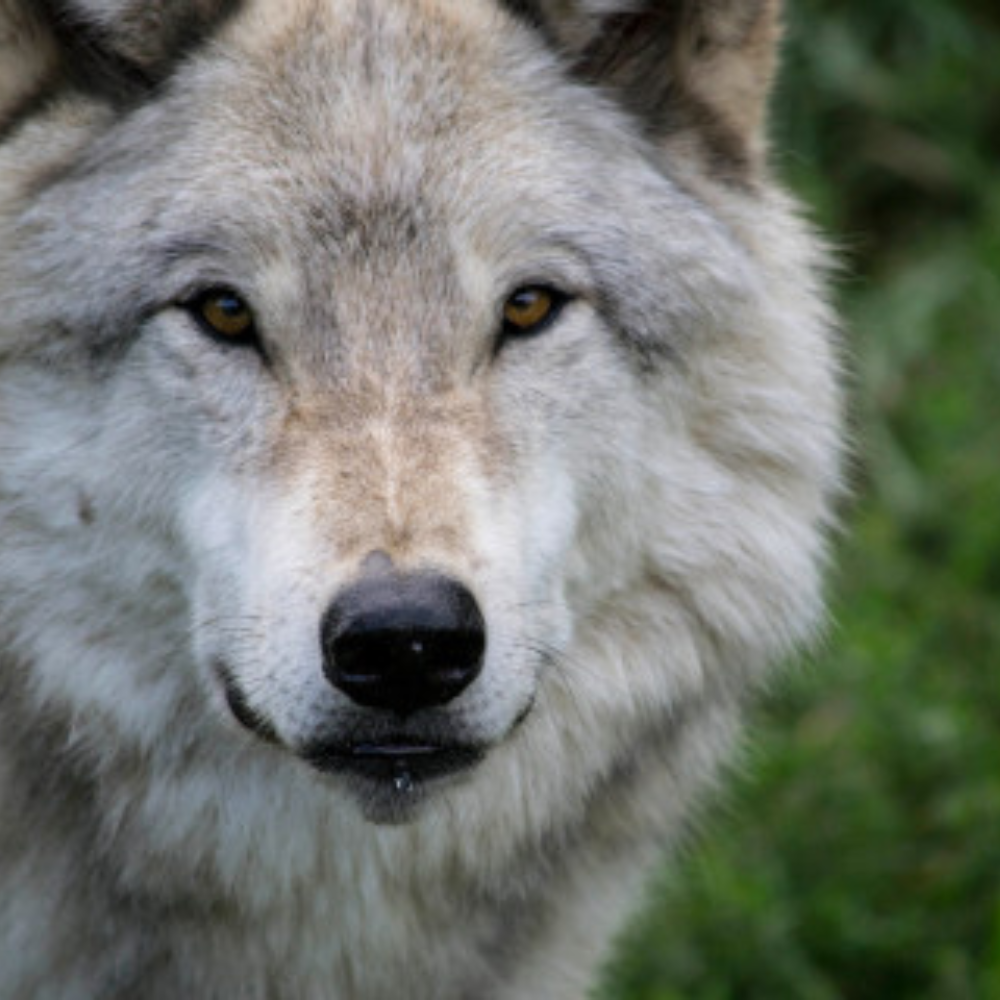 Zoo tour for 2 people - Ecomuseum Zoo