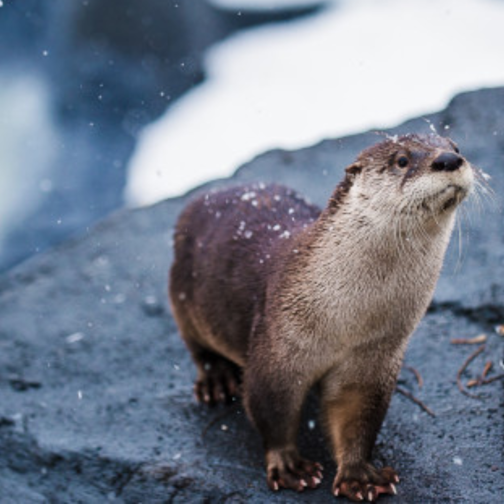 Zoo tour for 2 people - Ecomuseum Zoo
