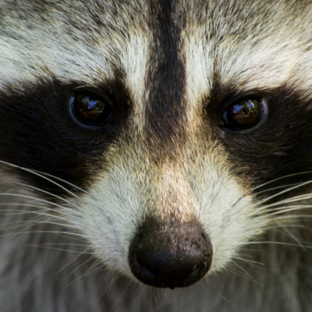 Zoo tour for 2 people - Ecomuseum Zoo