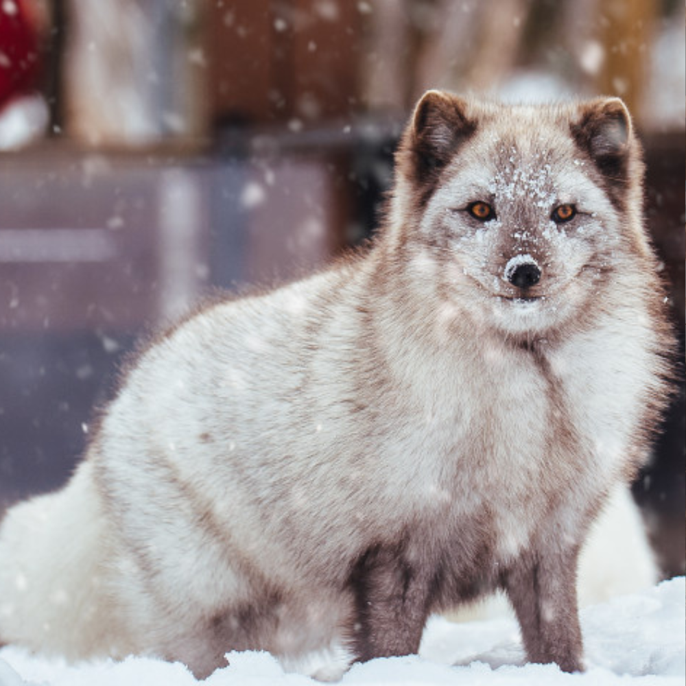 Zoo tour for 2 people - Ecomuseum Zoo