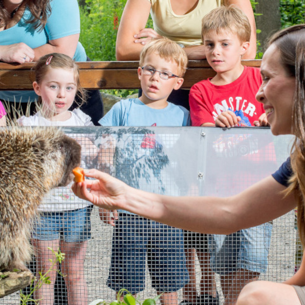Zoo tour for 2 people - Ecomuseum Zoo