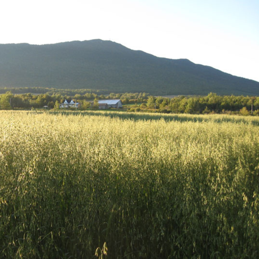 Overnight stay with gourmet dinner and view of Mont Mégantic for 2 people - Aux Berges de l'Aurore