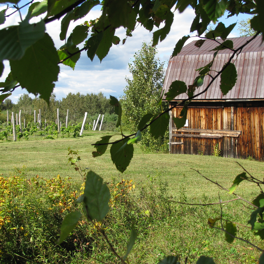 Visite du vignoble et dégustation pour 2 personnes - Domaine le Cageot