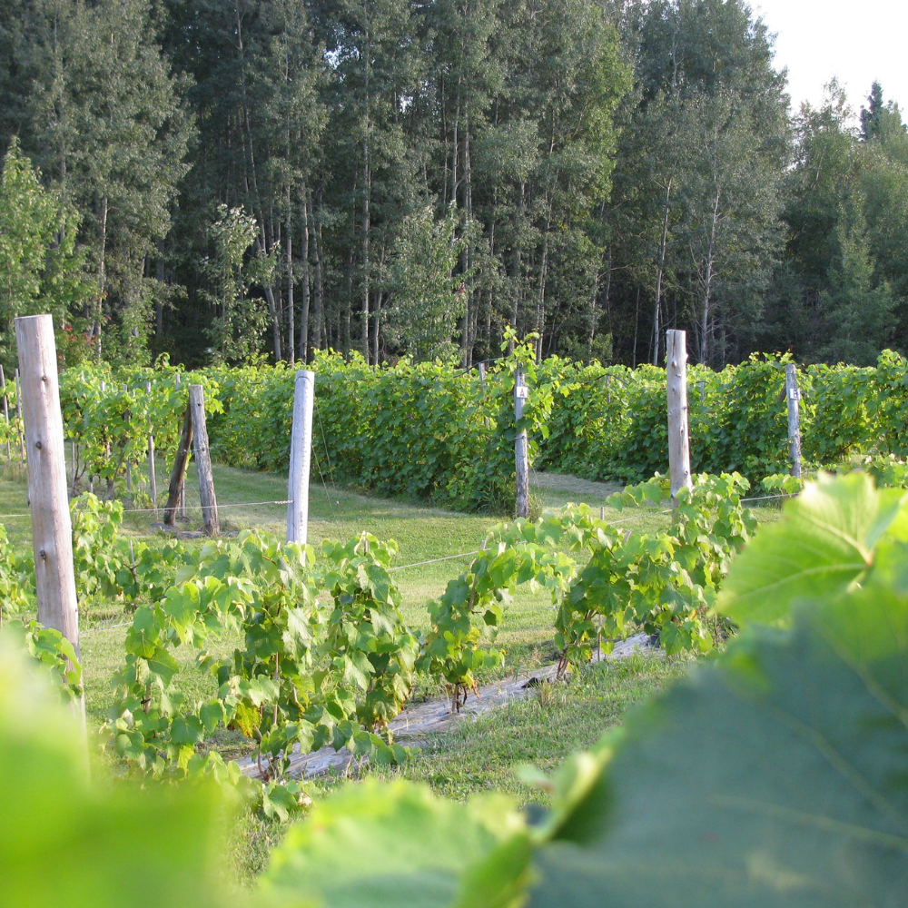 Visite du vignoble et dégustation pour 2 personnes - Domaine le Cageot