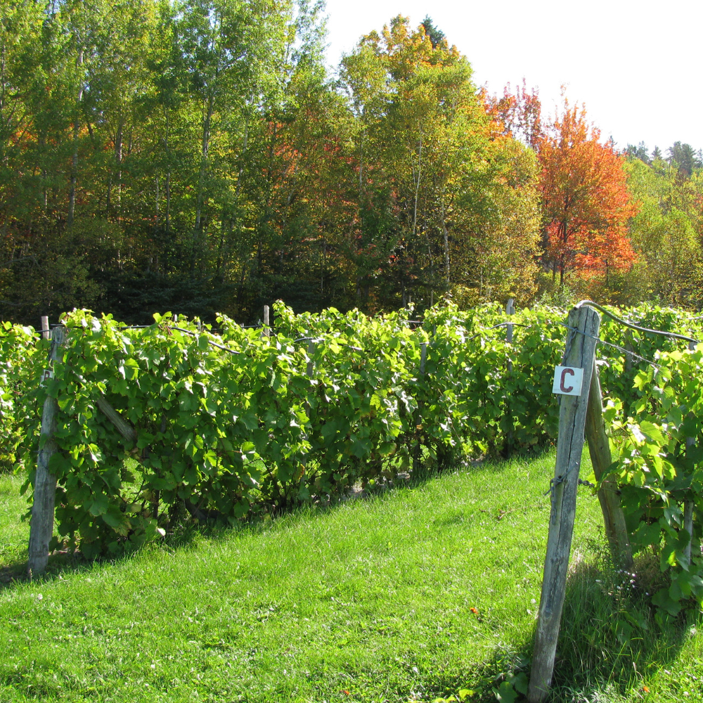Vineyard tour and tasting for 2 people - Domaine Le Cageot