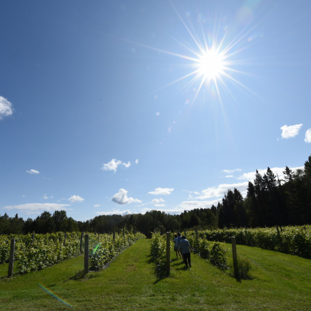 Visite du vignoble et dégustation pour 2 personnes - Domaine le Cageot