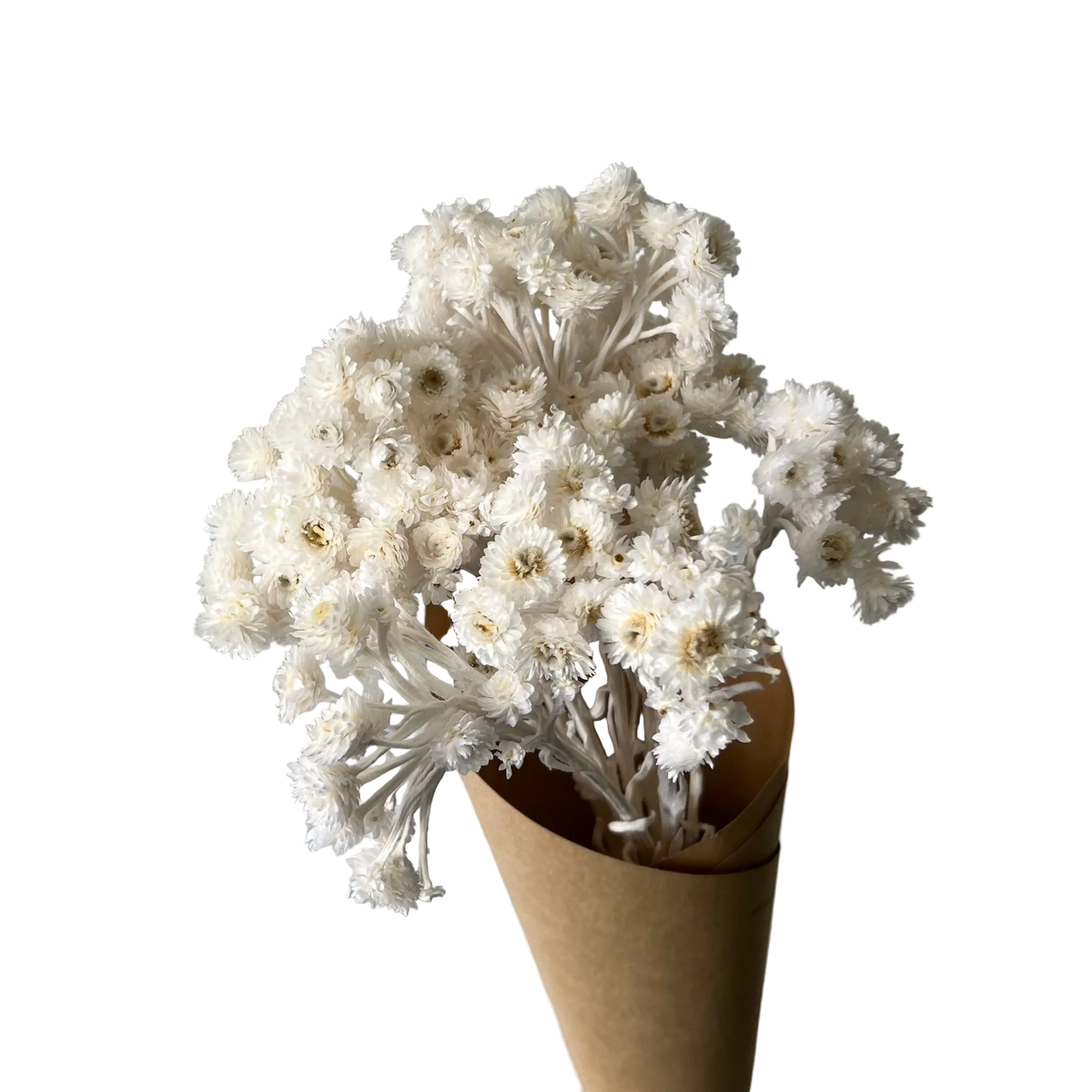 Helichrysums blancs