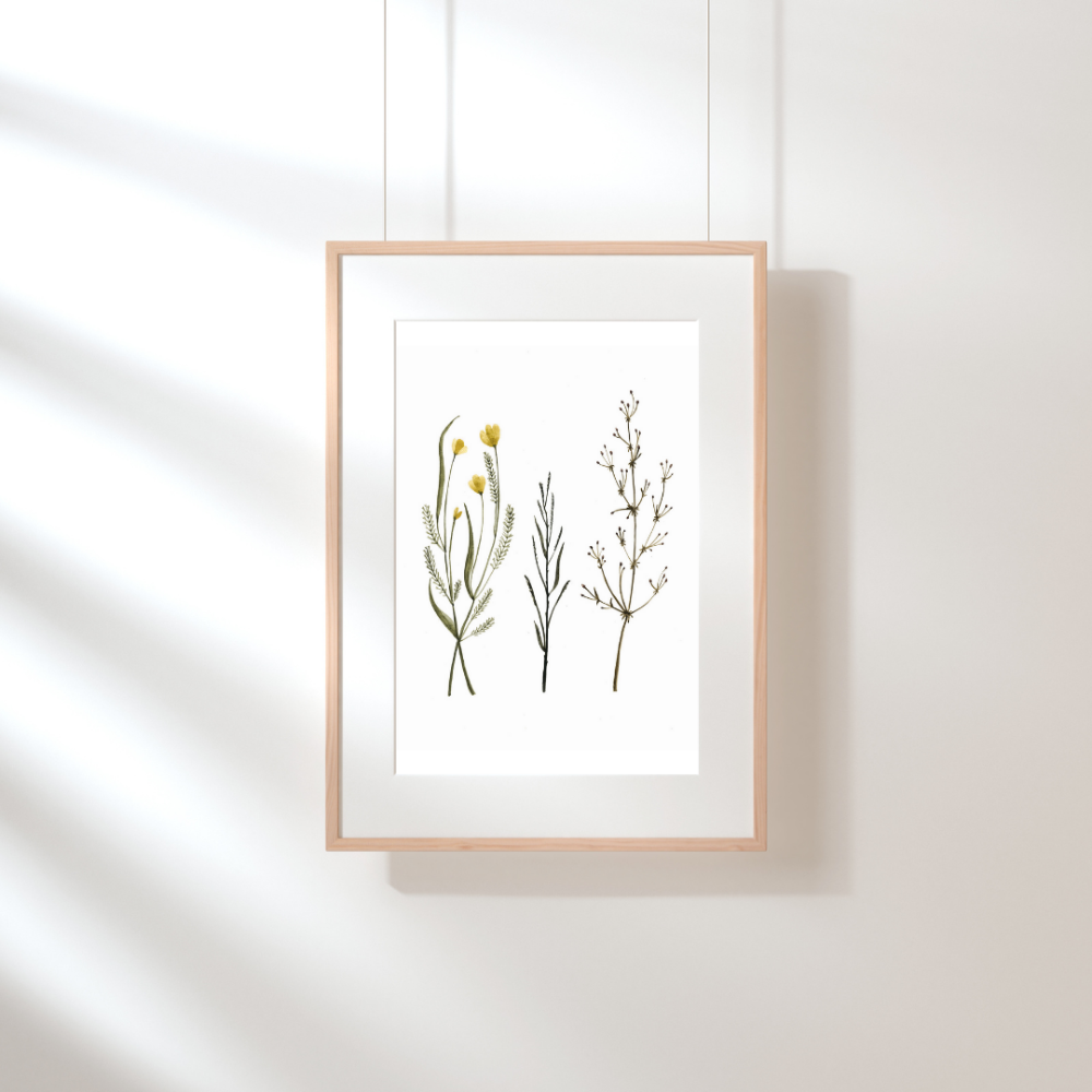 Illustration - Herbes des champs