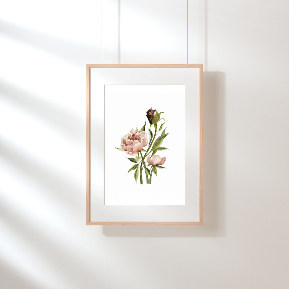 Illustration - Pivoine