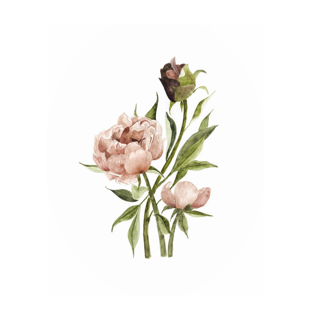 Illustration - Pivoine