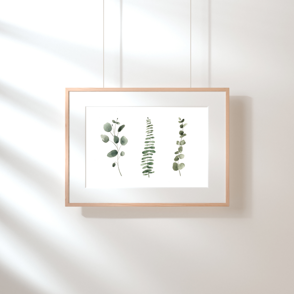 Illustration - Trio eucalyptus