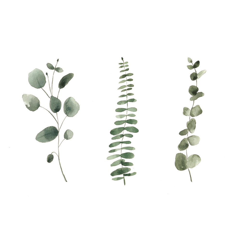Illustration - Trio eucalyptus