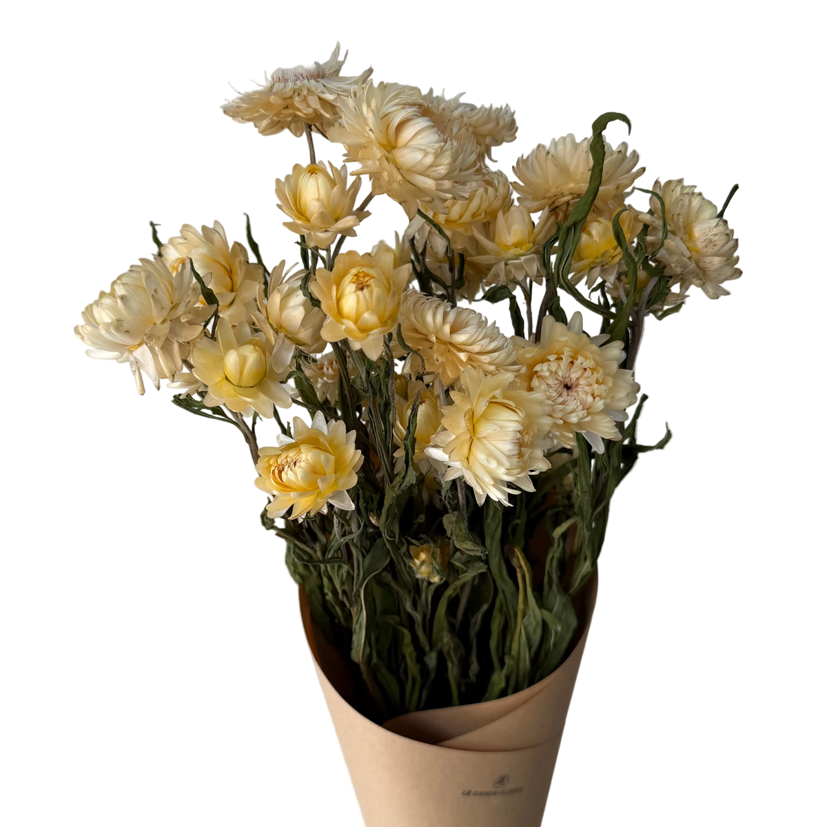 Immortelles blanches