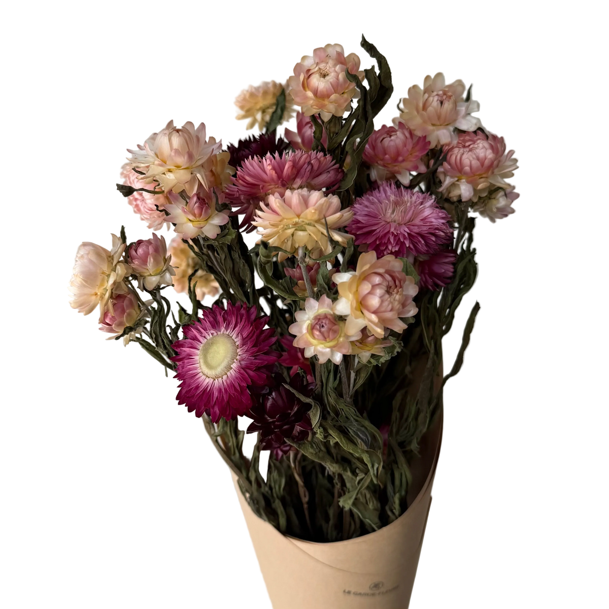 Immortelles roses