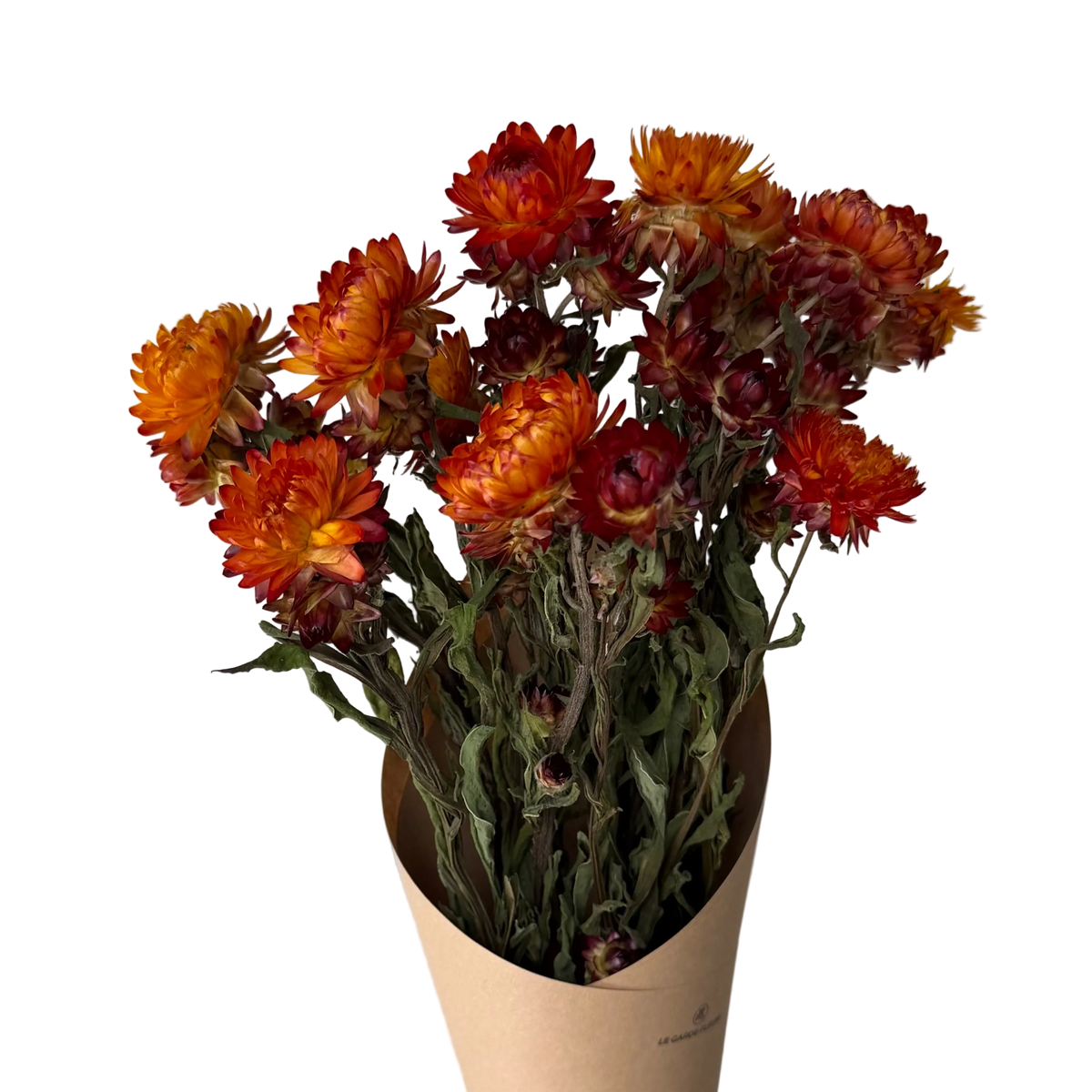 Immortelles saumon