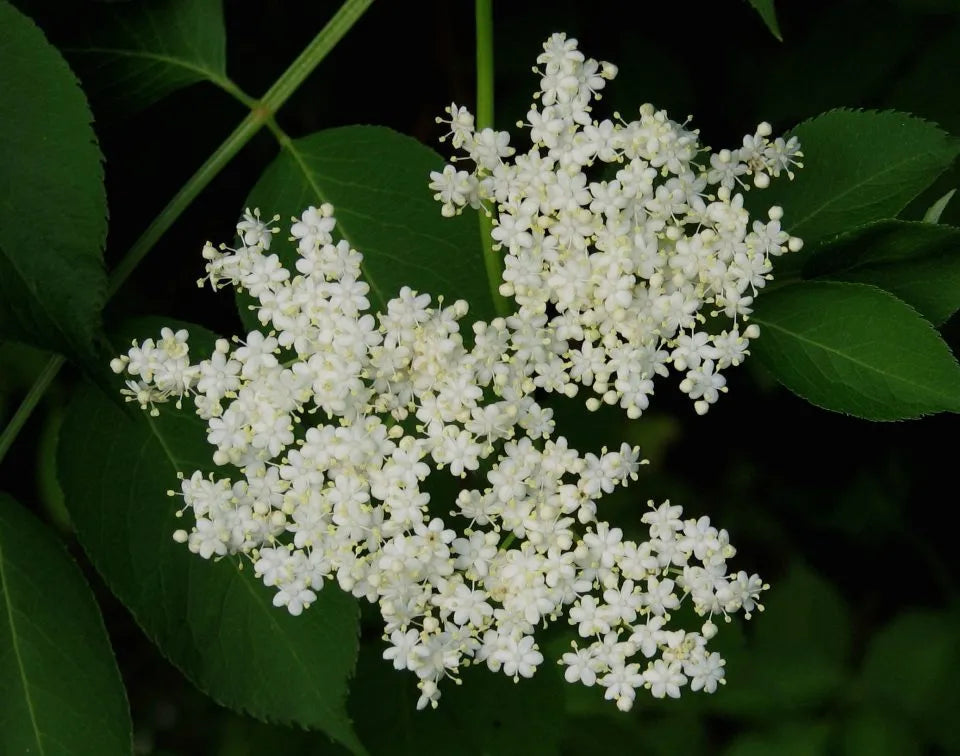 Sirop de fleurs de sureau