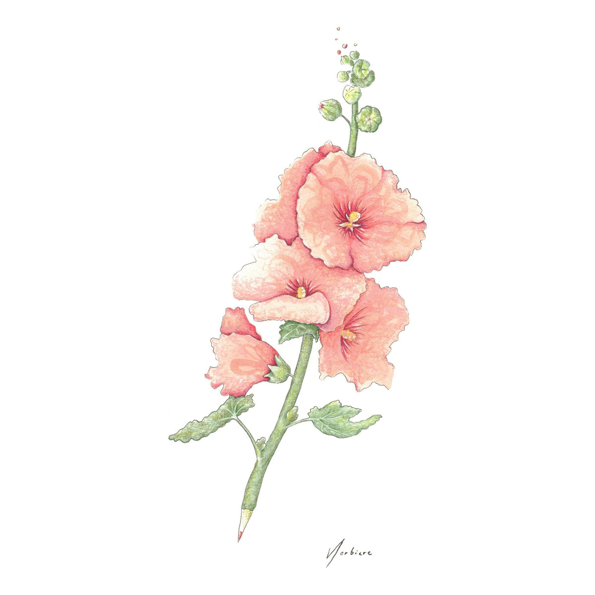 Carte de souhaits - Crayon rose trémière