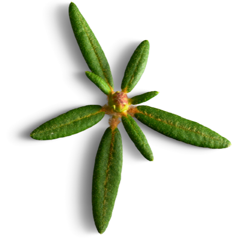 Tisane Inuit - Assortiment des 5 mélanges