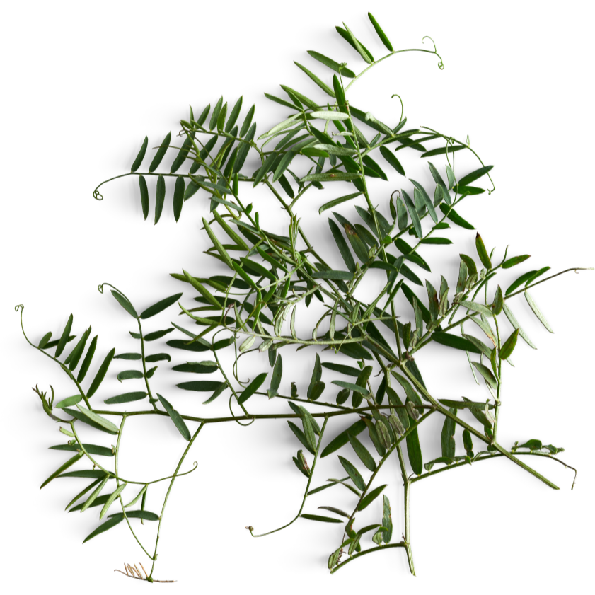 Tisane Inuit - Assortiment des 5 mélanges