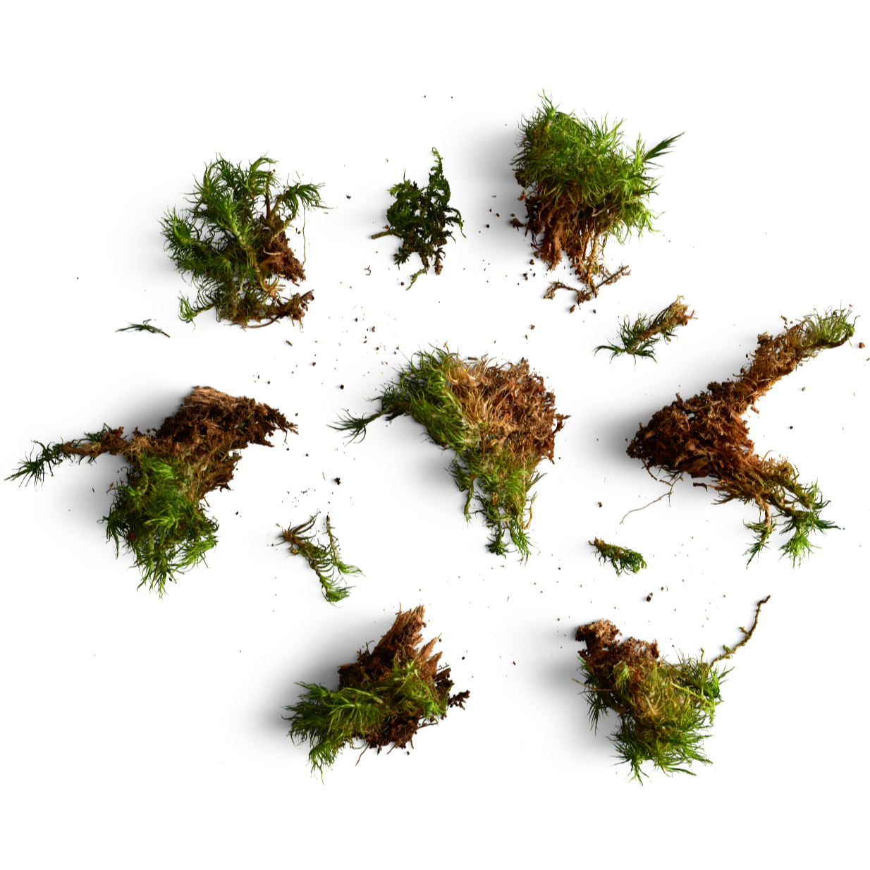 Tisane Inuit - Assortiment des 5 mélanges