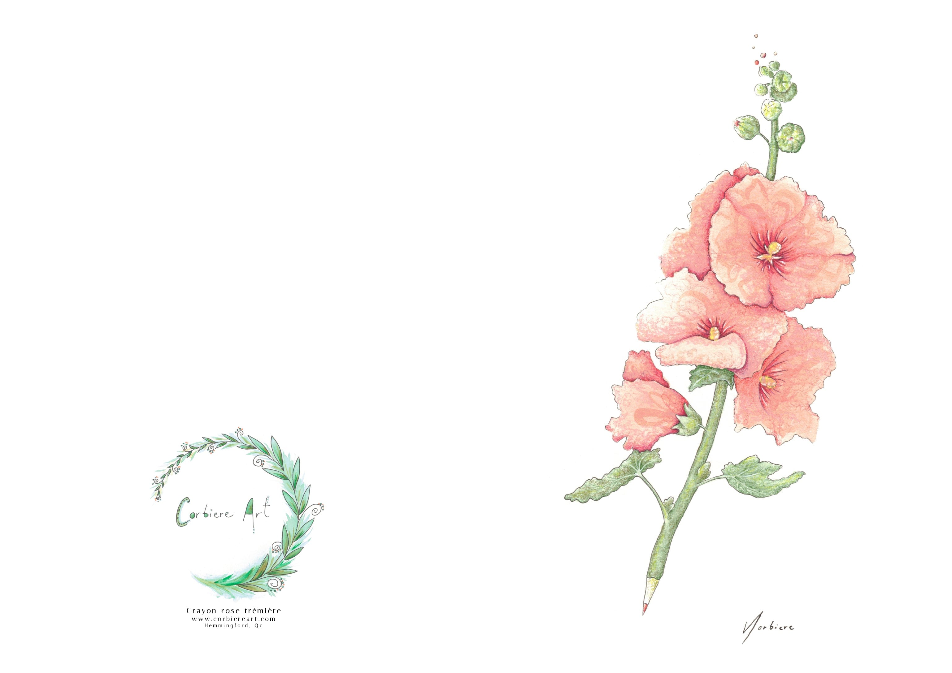 Carte de souhaits - Crayon rose trémière