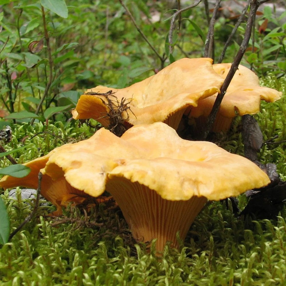 Chanterelles déshydratées du Québec