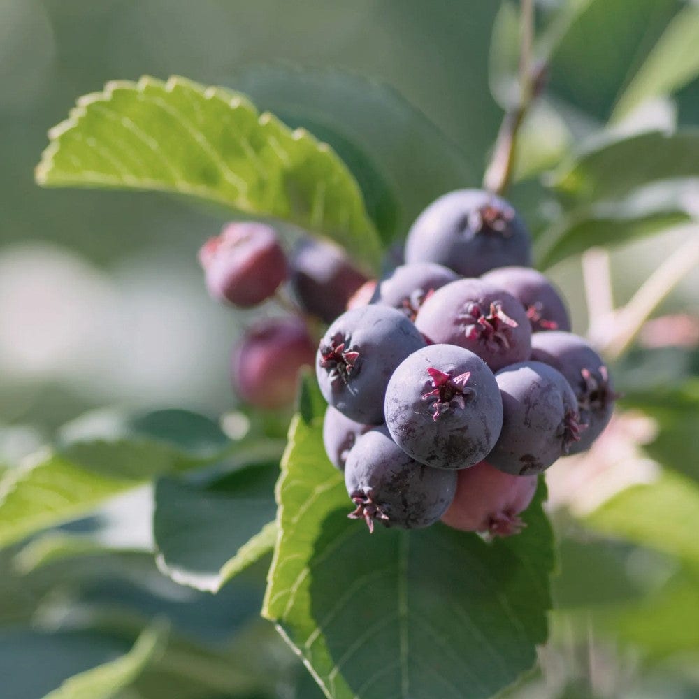 Confiture d'amélanches