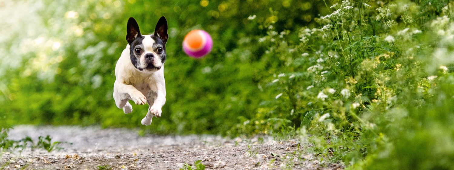 Animal vert, alimentation naturelle pour animaux