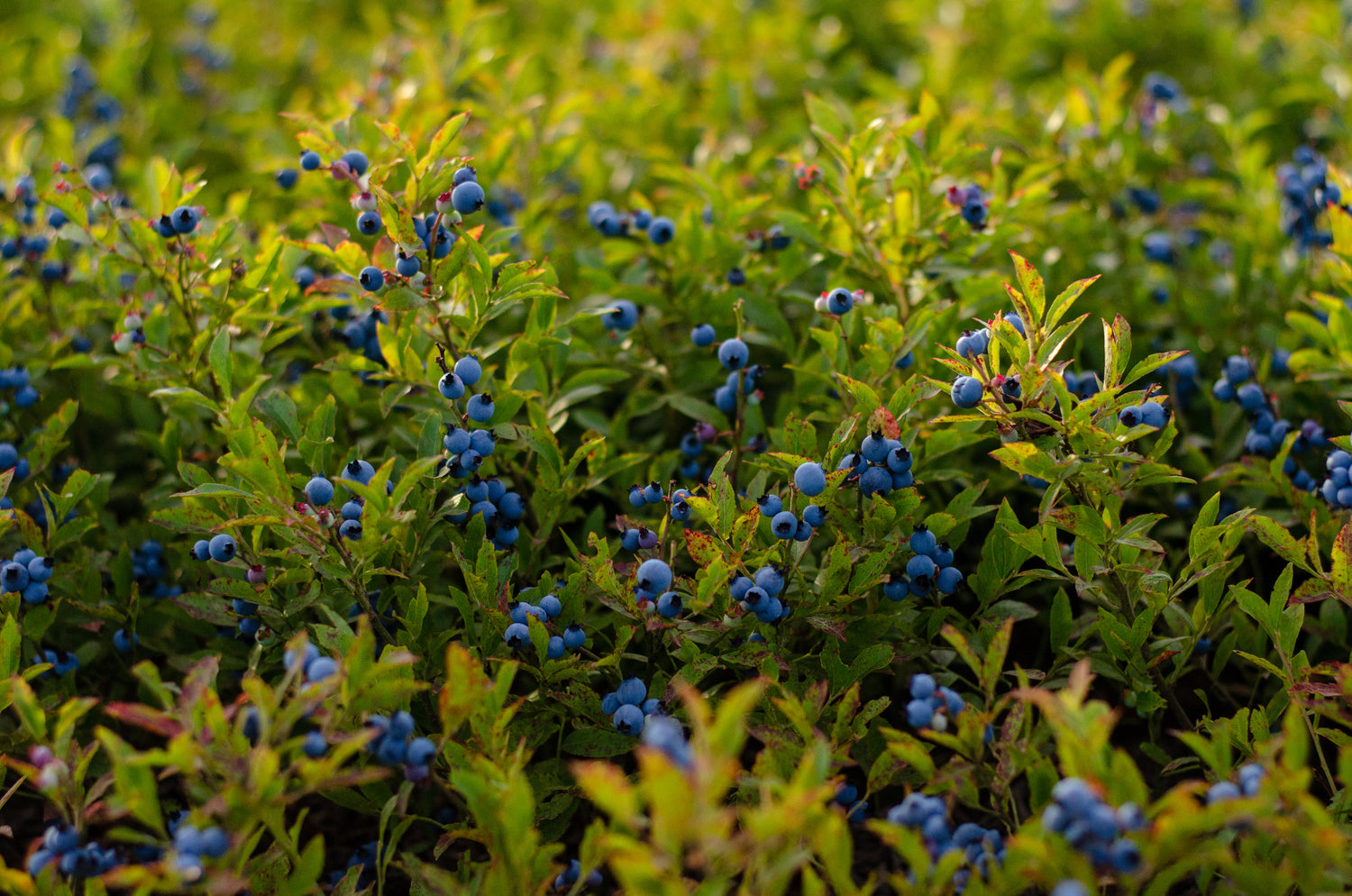 Ta peau, ton fruit : Une peau saine grâce au bleuet sauvage