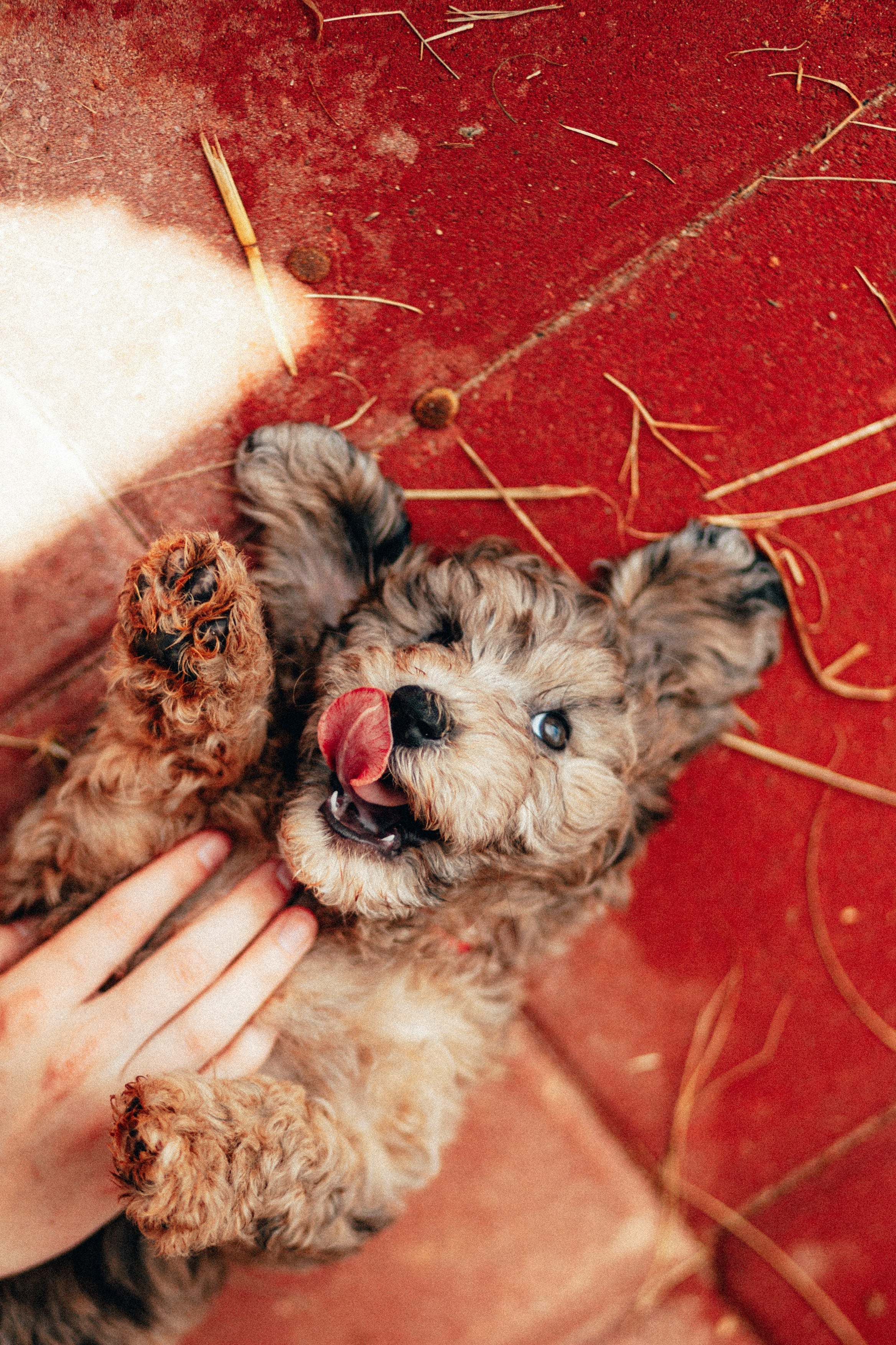 L’importance de faire les bons choix nutritionnels pour nos animaux