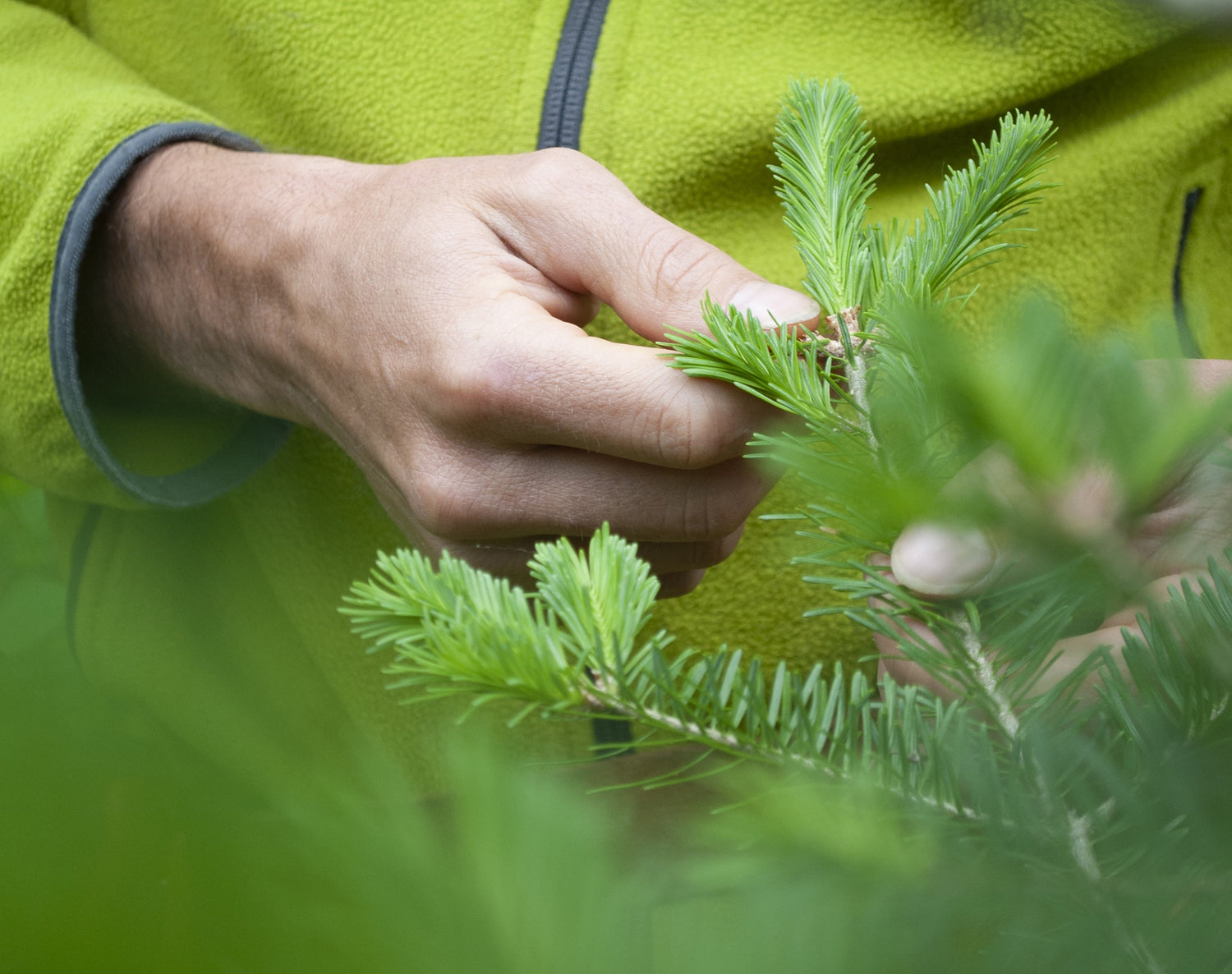 De la forêt à l'assiette, avec Jérémie Postel: Les produits du sapin