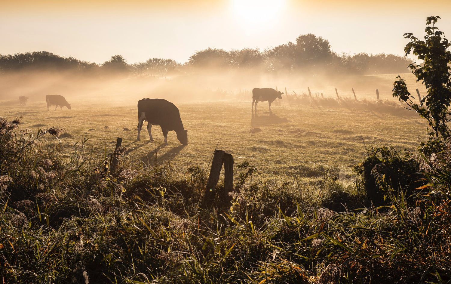 La viande et les changements climatiques : pourquoi réduire sa consommation?