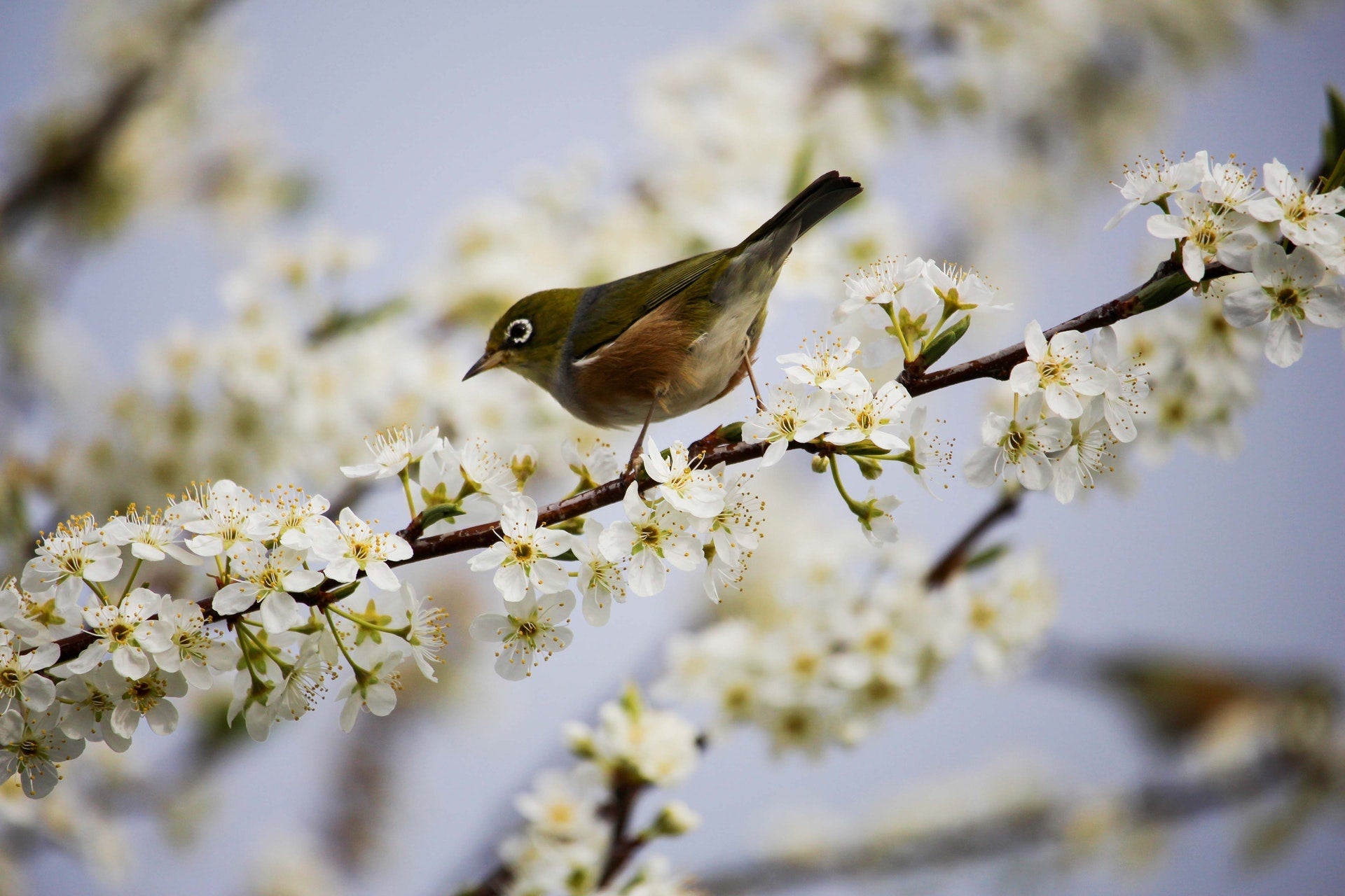 Un air de printemps pour votre intérieur