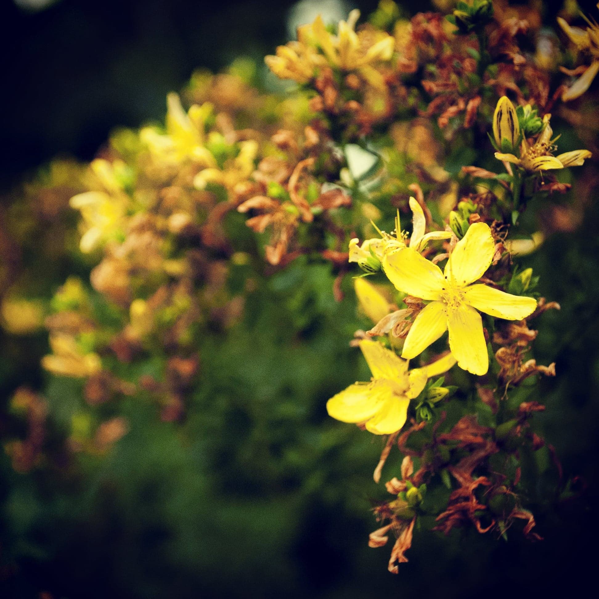 Huile des lunes – Huile rituelle au féminin | Miss Marmite