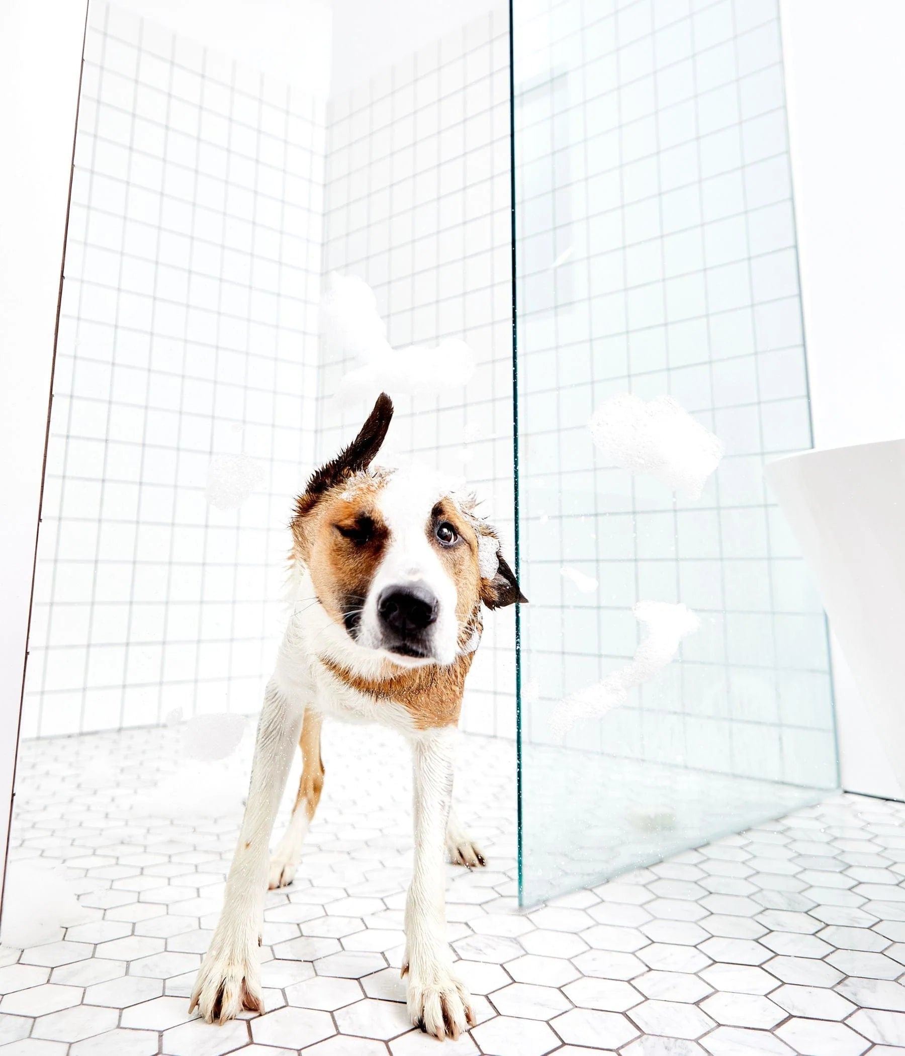 Shampoing en barre pour chien