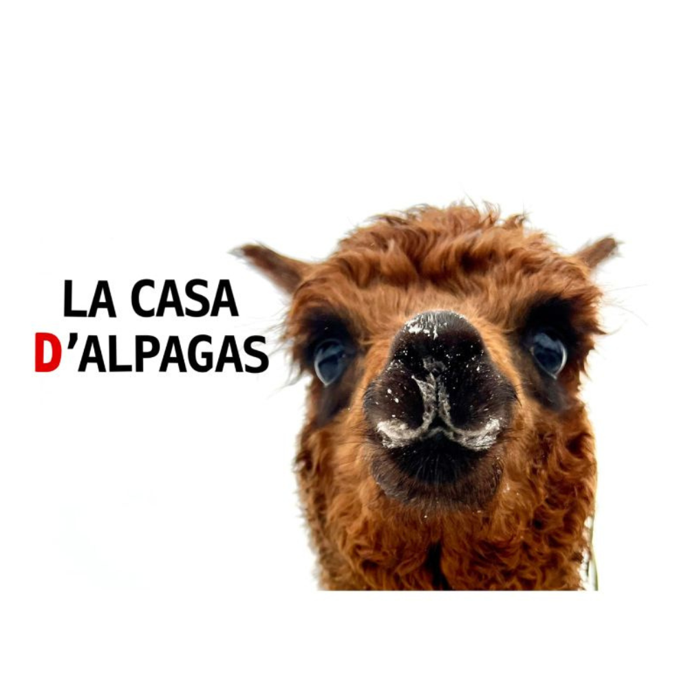 Observation des alpagas en liberté pour 2 personnes - La casa d'alpagas