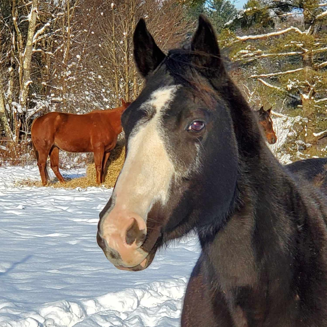 Initiation Équestre pour 2 personnes - Le Ranch de la deuxième chance