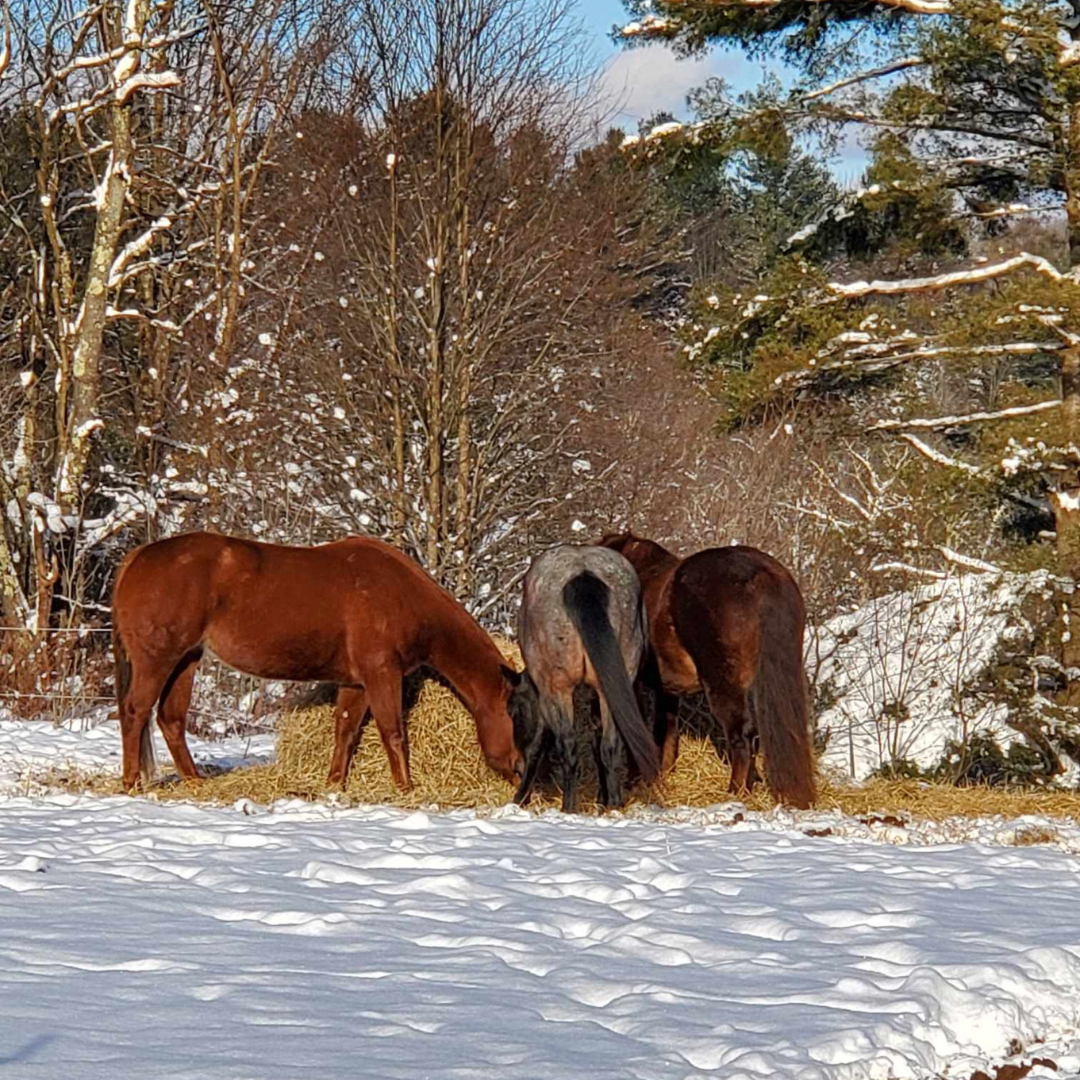 Initiation Équestre pour 2 personnes - Le Ranch de la deuxième chance