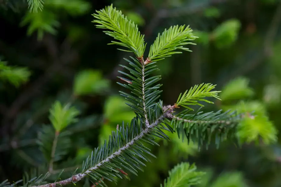 Huile infusée à l’épinette noire – Massage · Corps · Bain