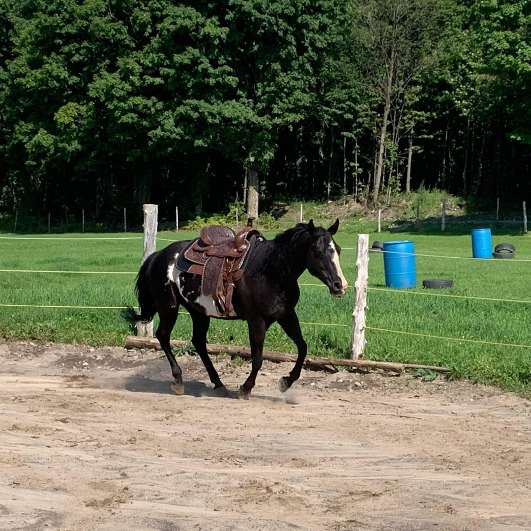 Initiation Équestre pour 2 personnes - Le Ranch de la deuxième chance