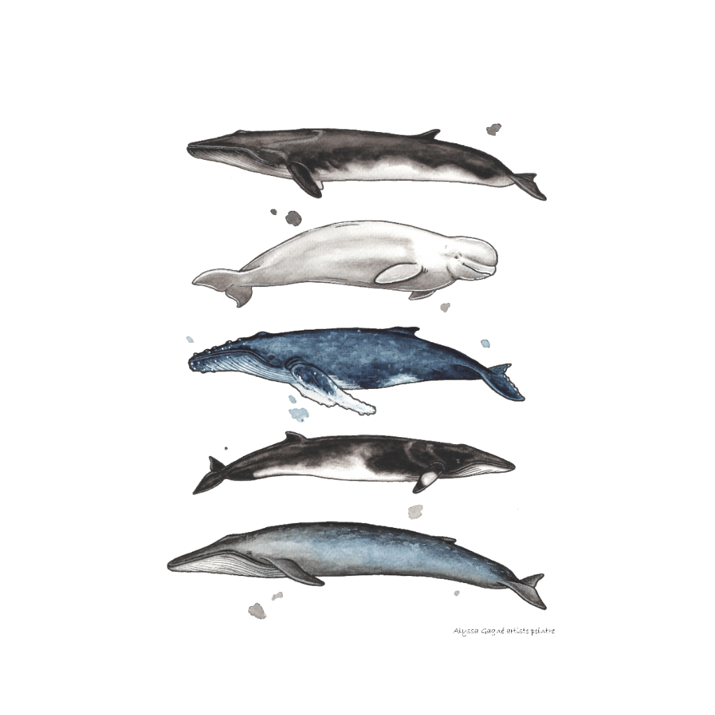 Affiche - Baleines populaires