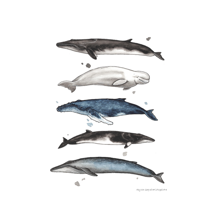 Affiche - Baleines populaires