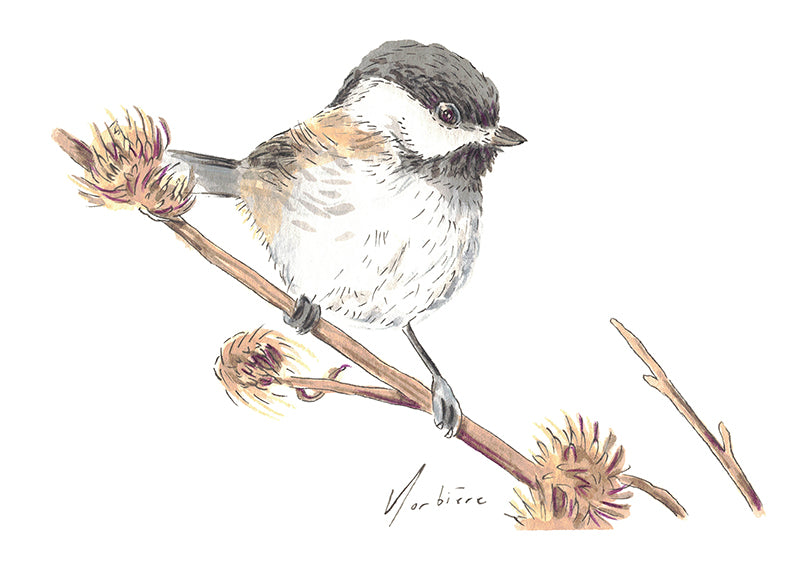 Carte de souhaits - Mésange