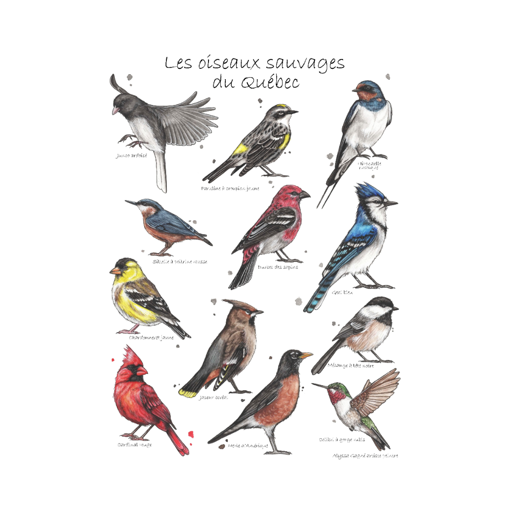 Affiche - Oiseaux du Québec