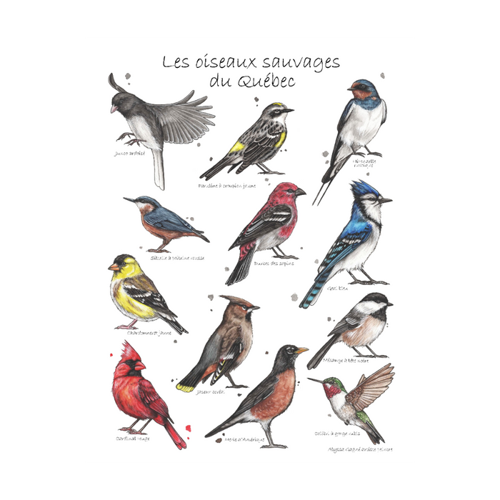 Affiche - Oiseaux du Québec