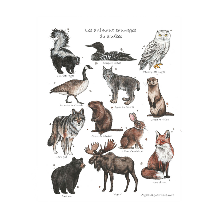 Affiche - Animaux sauvages du Québec