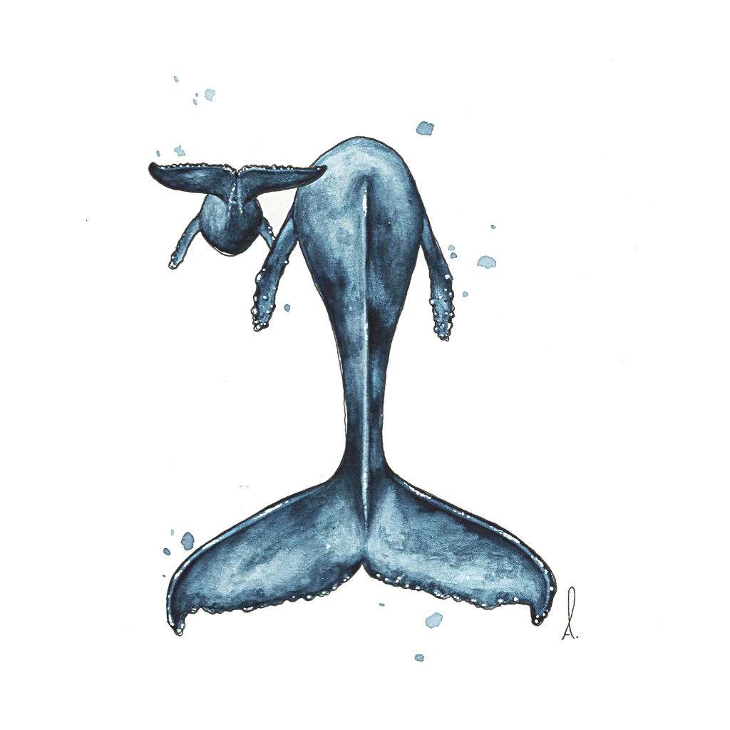 Affiche - Baleine & son bébé