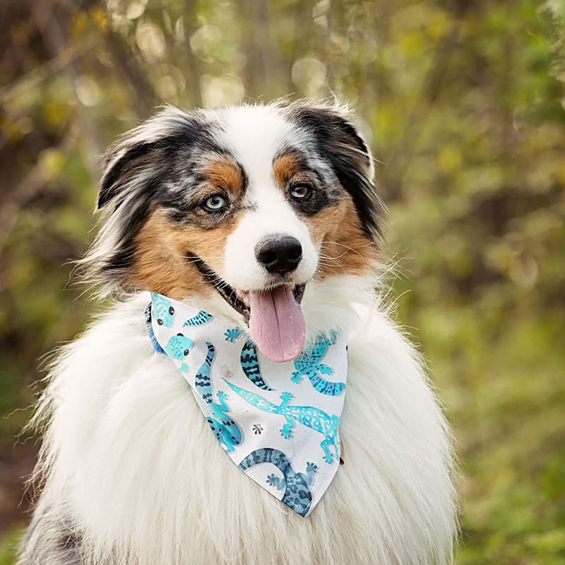 Bandana pour chien - Coco le Gecko