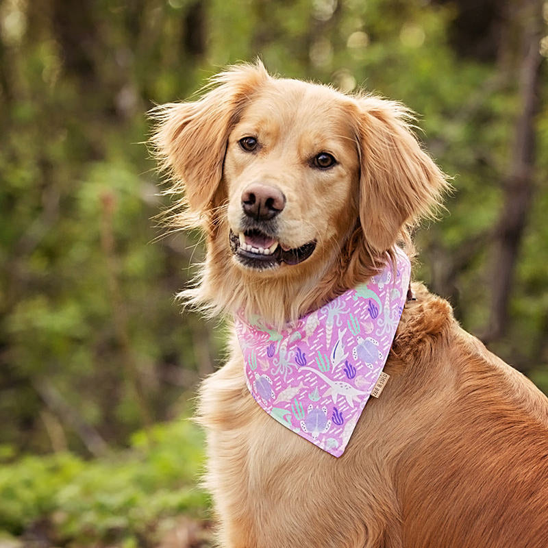 Bandana pour chien - Grenade